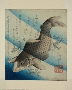 Carp in Water