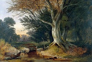 Beech Tree By A Rocky Stream
