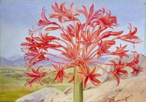 Brunsvigia multiflora nahe Queenstown, Südafrika