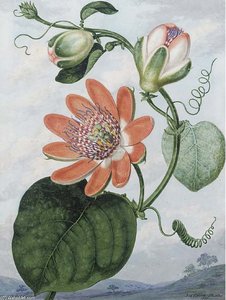 The Red Passion Flower (passiflora Racemosa) — Sydenham Teast Edwards
