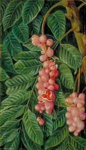 Feuillage et fruits d'un arbre de la forêt de Java