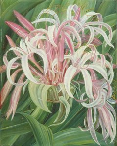 Hodowana Crinum, Namalowana Na Borneo — Marianne North