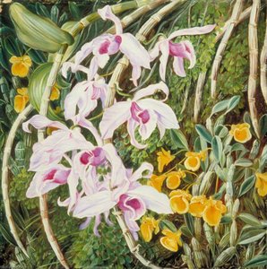 Orchids of Tropical Asia