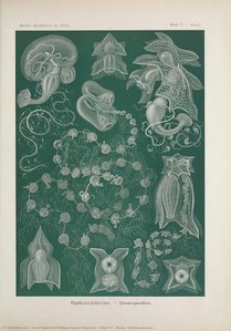 Tafel 77 - Basia. Sifonoforalar — Ernst Heinrich Philipp August Haeckel