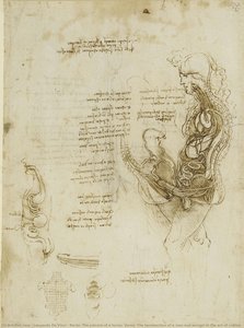 Recto: The viscera of a horse. Verso: The hemisection of a man and woman in the act of coition