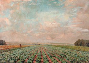 Cabbage Field on the Farm at St James' Hospital