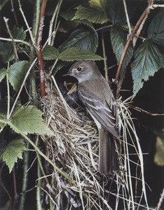 Alder Flycatcher — Eliot Porter