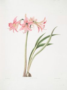 Amaryllis Stilosa — Robert Havell