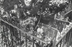 Franca, Bensonhurst, Brooklyn