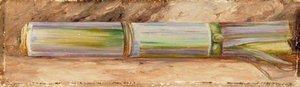 Un Pătratul De Bambus — Marianne North