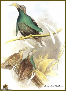 Paradisier De Wallace — John Gould