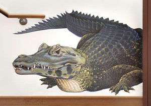 Black Caiman