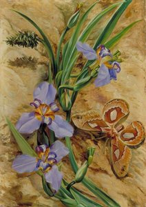 Palma De Santa Rita E La Sfinge Atlas, Brasile — Marianne North