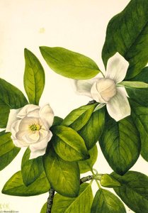 Sweetbay (magnolia Virginiana) — Mary Vauxová Walcottová
