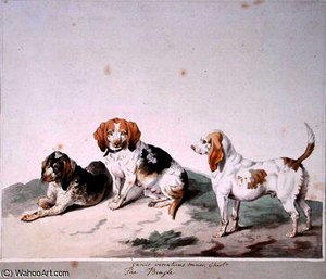 The beagle