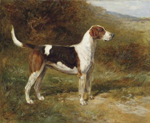 Sunshine, a Foxhound of the Quorn