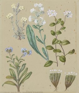 Myosotis Species (5) Forget-me-not — Sarah Ann Featon
