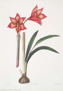 Amaryllis correiensis