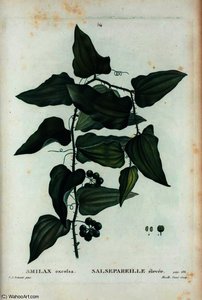 Smilax Excelsa — Pierre Joseph Redouté