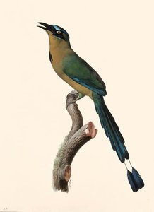 Blue-crowned Motmot - Momotus Coeruliceps