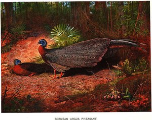 Argusianus argus grayi