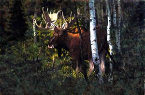 Moose