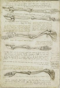 Recto: The Bones Of The Foot. Verso: The Bones And Muscles Of The Arm — Leonardo Da Vinci