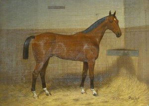 'circassion', A Hunter In A Stable — Thomas Hall
