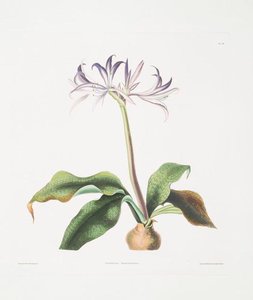 Griffinia hyacinthina