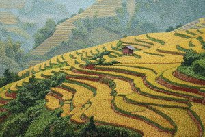 Golden Harmonies: A Rice Terrace Elegy — Jacques Villedieu
